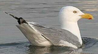 American Herring Gull