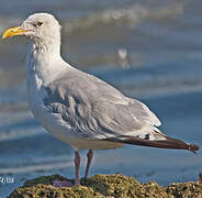 American Herring Gull