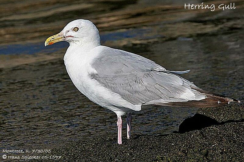 American Herring Gull