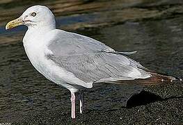 American Herring Gull