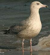 American Herring Gull