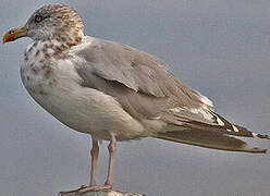 American Herring Gull