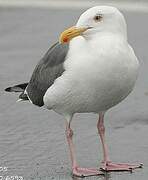 Western Gull