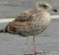 Western Gull