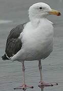 Western Gull