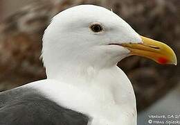 Western Gull