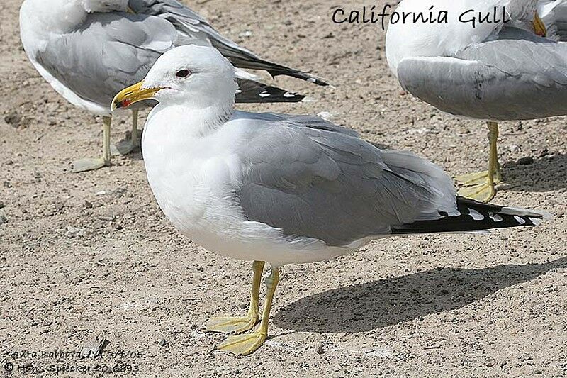 California Gull