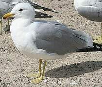 California Gull