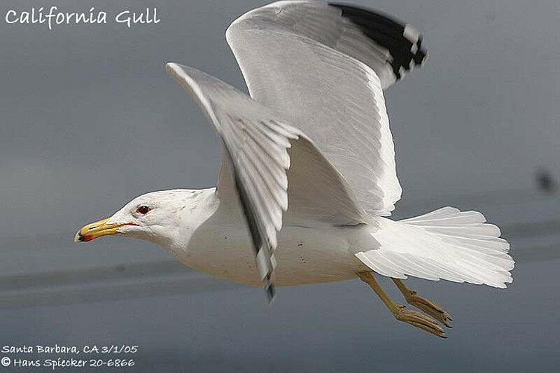 California Gull