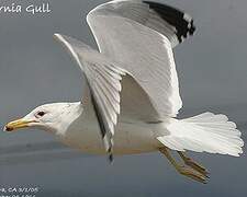 California Gull