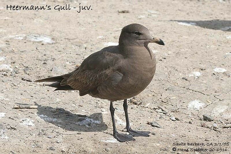 Heermann's Gull