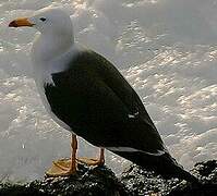 Belcher's Gull