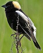 Bobolink