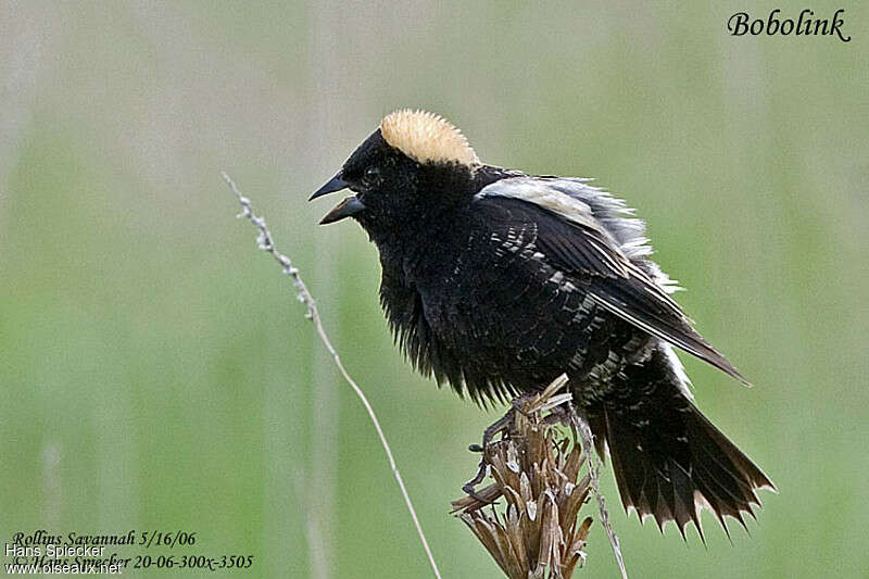 Bobolink male adult post breeding