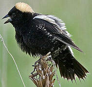 Bobolink