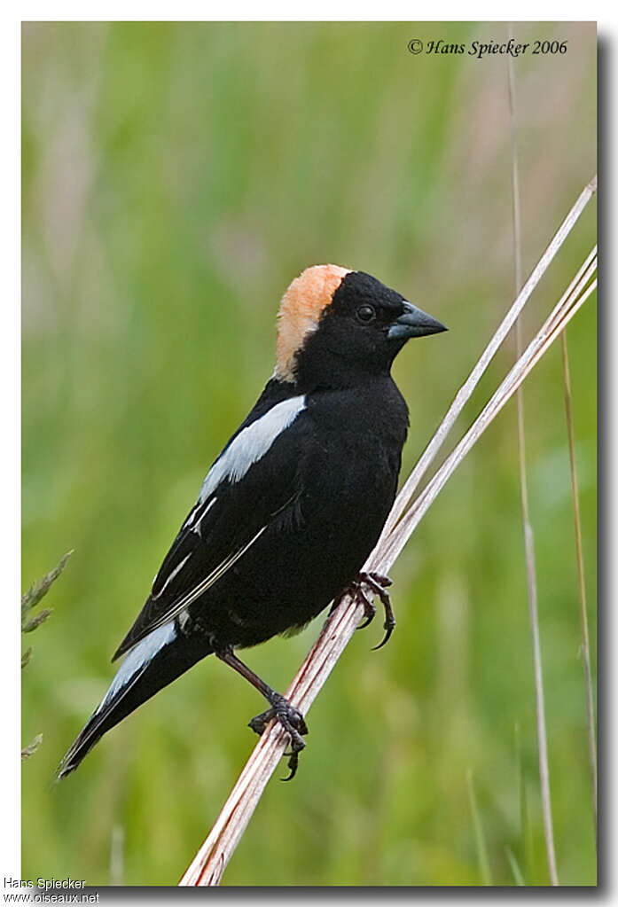 Goglu des prés mâle adulte nuptial, identification