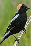 Bobolink