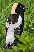 Bobolink