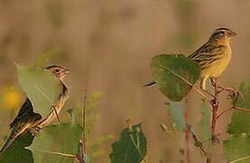 Bobolink