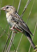 Bobolink