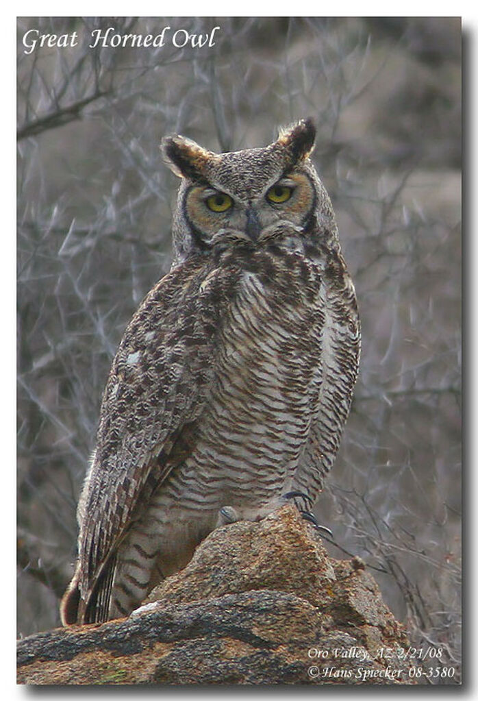 Great Horned Owladult