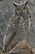 Great Horned Owl