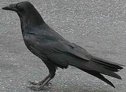 Northern Raven