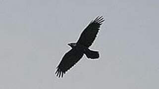 Northern Raven