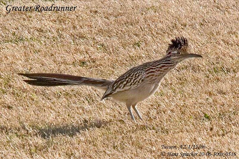 Greater Roadrunner