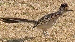 Greater Roadrunner