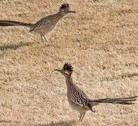 Greater Roadrunner