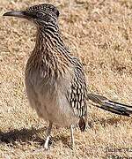 Greater Roadrunner