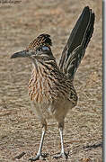 Greater Roadrunner