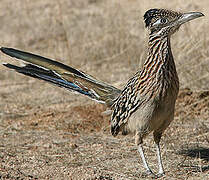 Greater Roadrunner