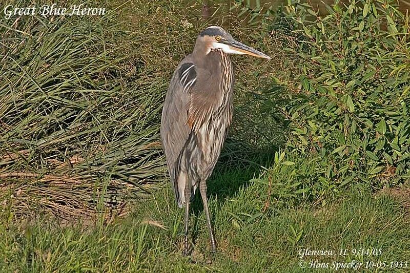 Great Blue Heron