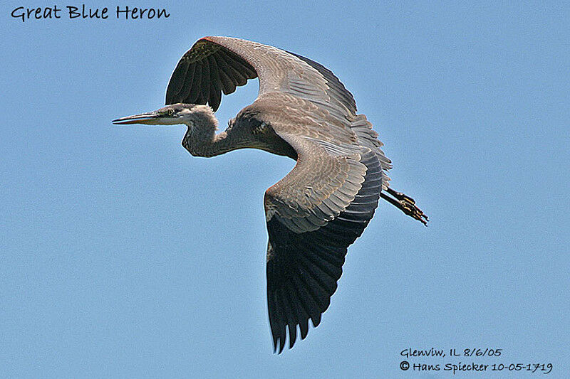 Great Blue Heron