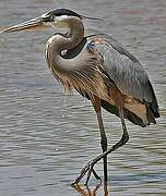 Great Blue Heron