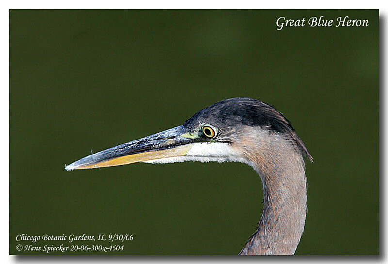 Great Blue Heronimmature