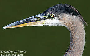 Great Blue Heron