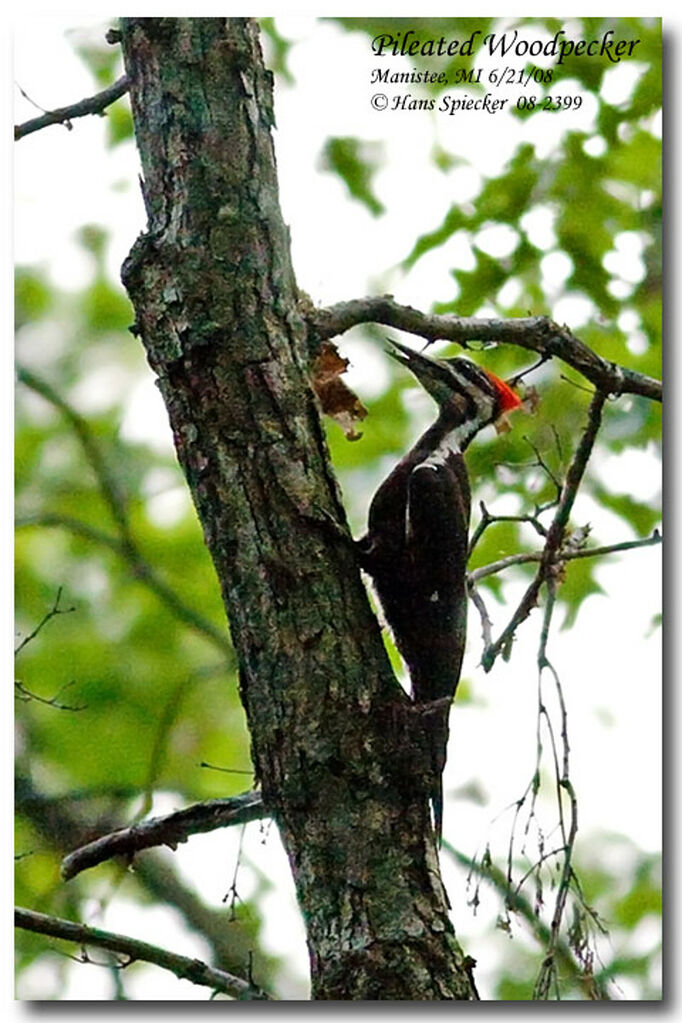 Pileated Woodpecker female adult