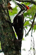 Pileated Woodpecker