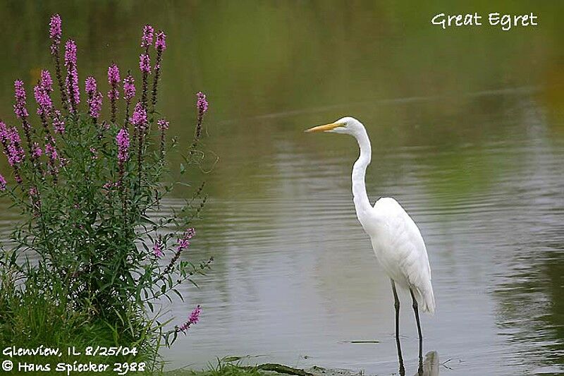 Grande Aigrette