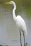 Grande Aigrette