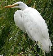 Grande Aigrette