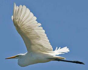 Grande Aigrette