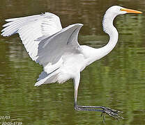 Grande Aigrette