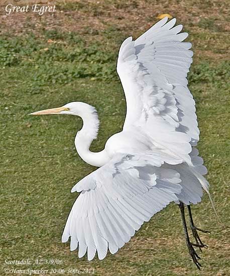 Great Egret