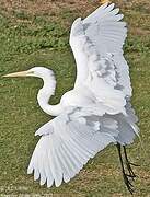 Grande Aigrette