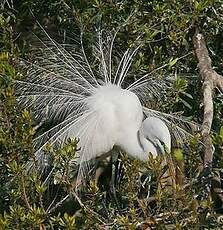 Grande Aigrette