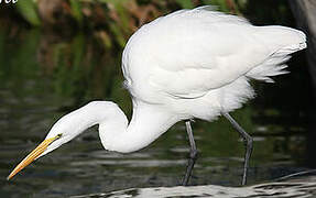 Grande Aigrette